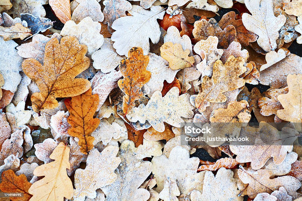 Folhas de Bordo de neve - Foto de stock de Congelado royalty-free