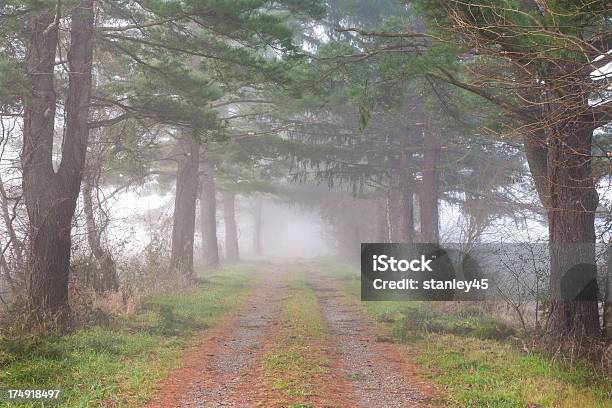 Sendero En El Bosque De Niebla Foto de stock y más banco de imágenes de Aire libre - Aire libre, Aislado, Amanecer