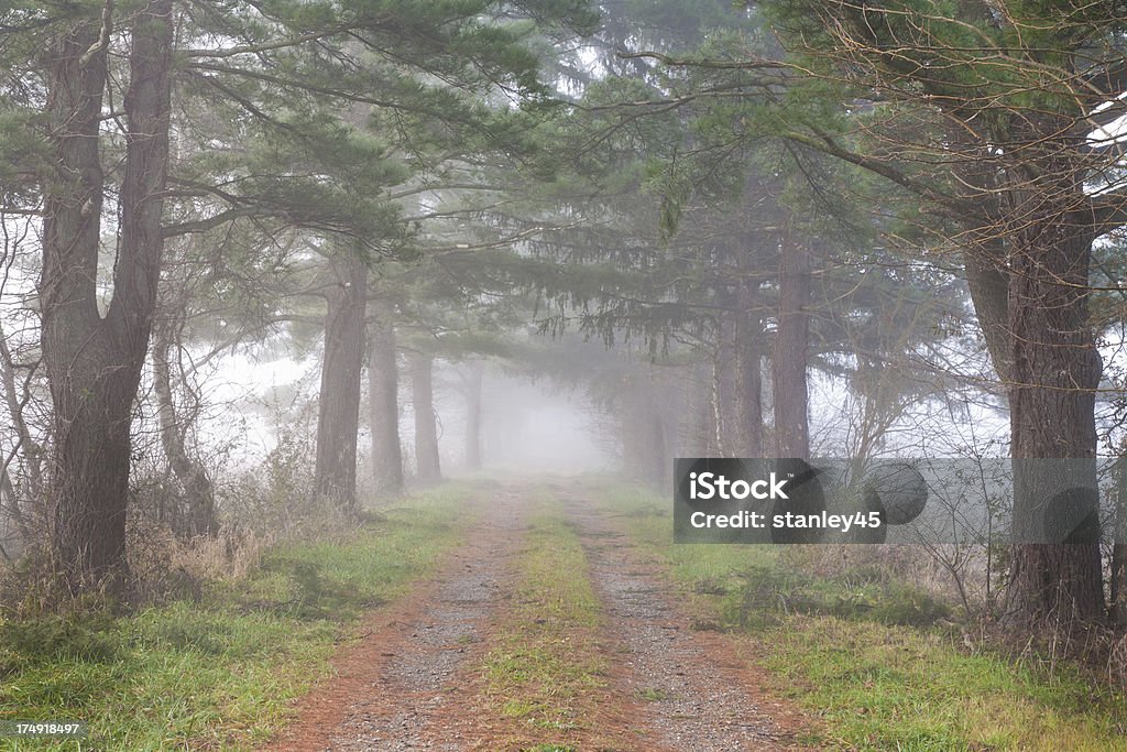 임산 경로만 in the fog - 로열티 프리 0명 스톡 사진