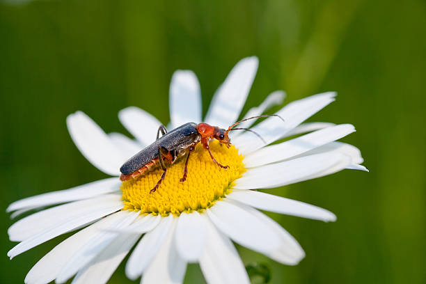 istock Insect On Wilde Daisy Close-Up 174918522