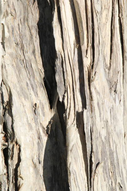 istock Close up abstract textured background of tree bark 1749185238