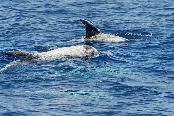 istock Two dolphins swim in the waters off Gran Canaria (Spain) 174918641
