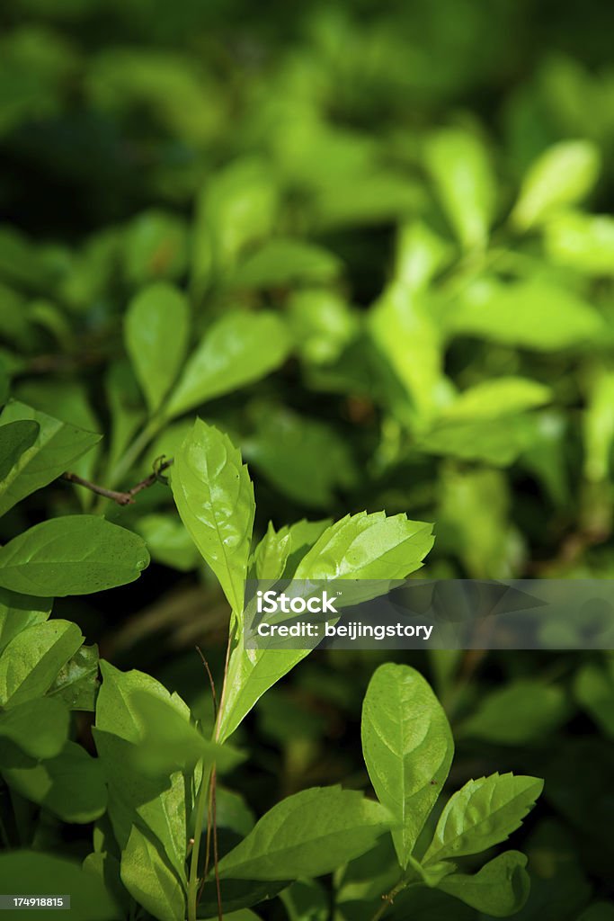 ティーの植物 - アジア大陸のロイヤリティフリーストックフォト