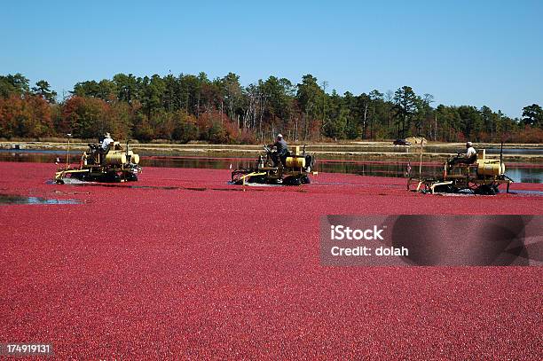 Ernten Cranberries Stockfoto und mehr Bilder von Ernten - Ernten, Landwirtschaft, Moosbeere