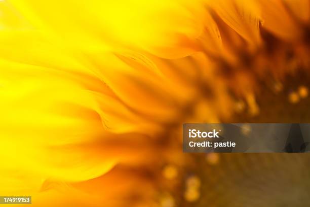 Girasol Llamas Foto de stock y más banco de imágenes de Naturaleza - Naturaleza, Agricultura, Aire libre