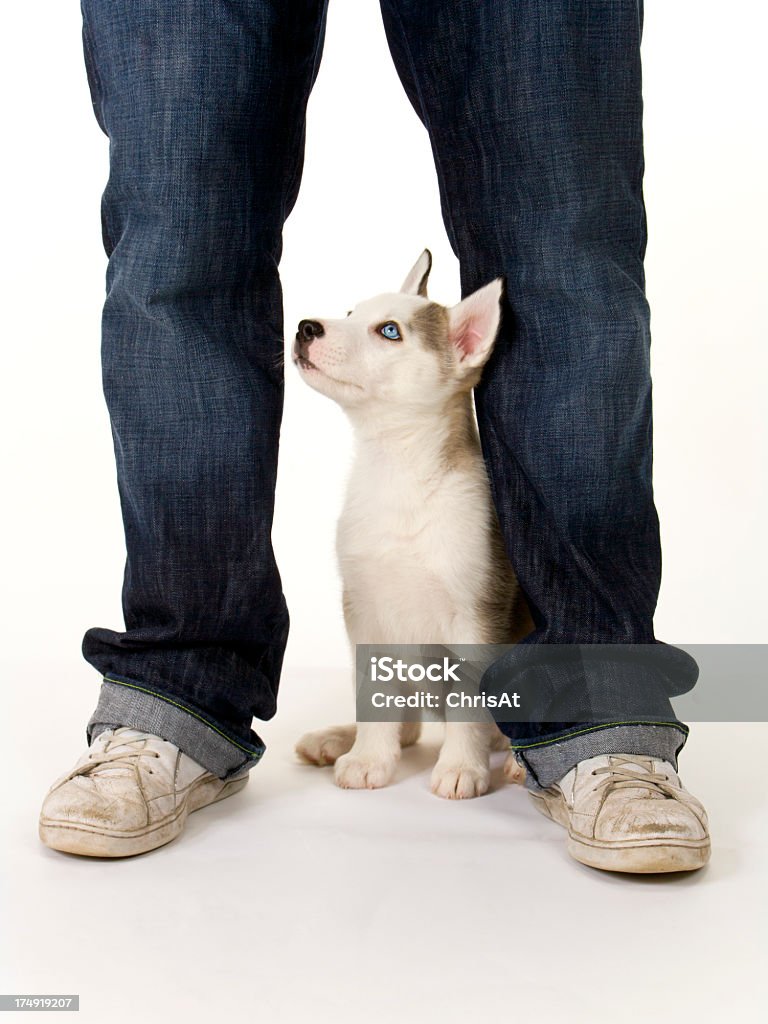 Mignon chiot sur blanc sans couture husky - Photo de Animaux de compagnie libre de droits