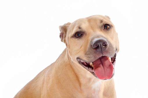 A happy dog with floppy ears looking away and smiling. In the public park