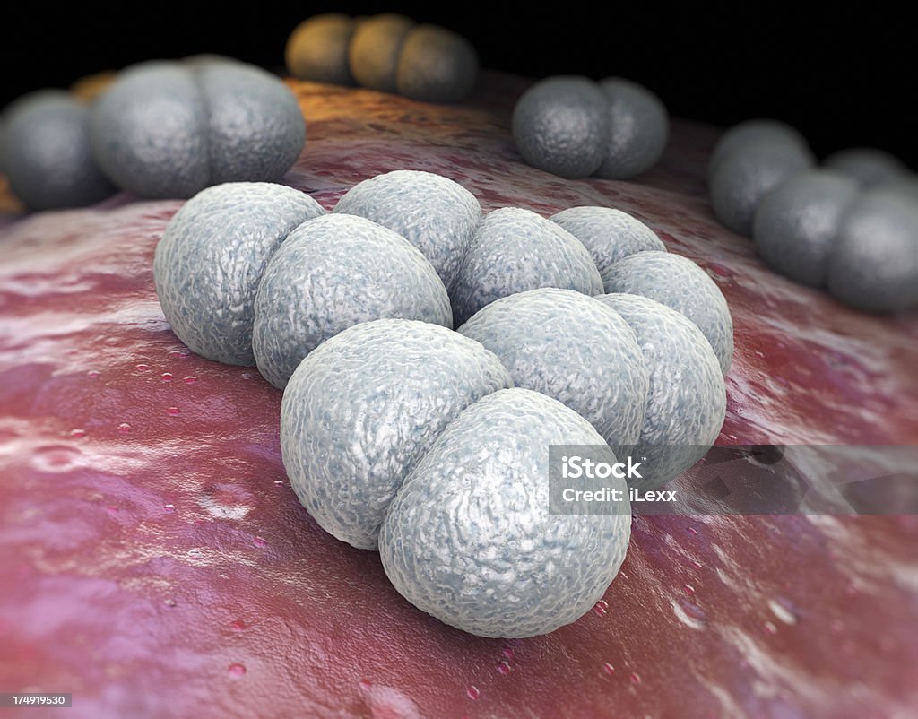 Neisseria meningitidis - Lizenzfrei Meningokokken Stock-Foto