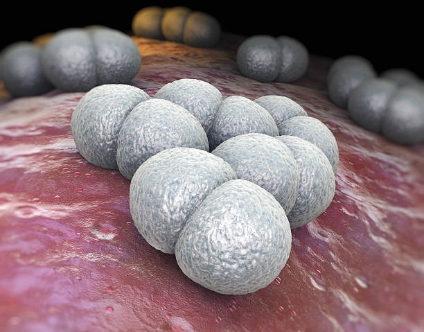 Neisseria meningitidis or meningococcus is a bacterium that can cause meningitis and other forms of meningococcal disease