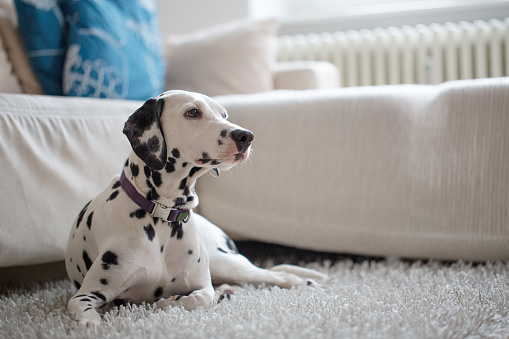 Portrait of a purebred Dalmatian http://bit.ly/16Cq4VM