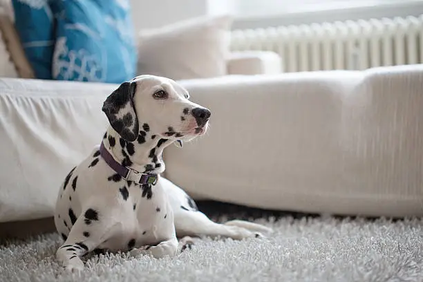 Photo of Portrait of a Dalmatian at home