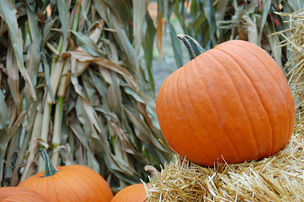 Autumn Pumpkins and Corn stock photo