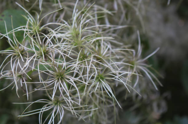 istock Close up of a plant 1749199056