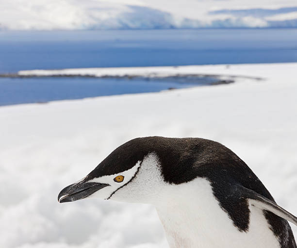 antarktis zügelpinguin - penguin chinstrap penguin antarctic peninsula ice floe stock-fotos und bilder