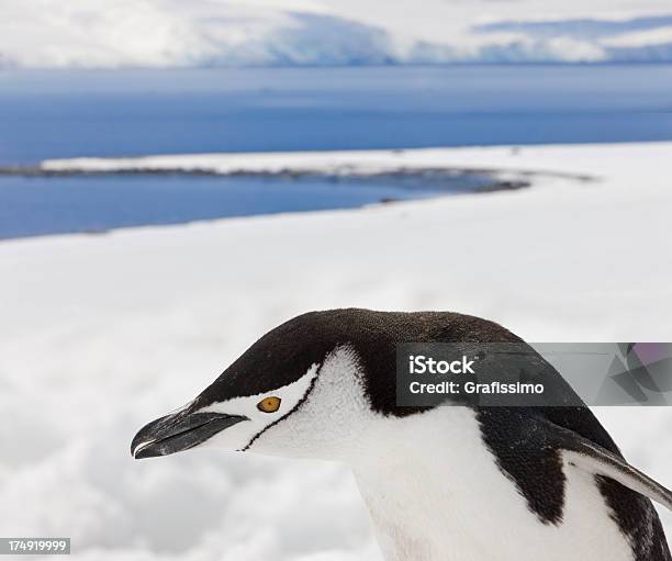 Antarktis Zügelpinguin Stockfoto und mehr Bilder von Antarktis - Antarktis, Kälte, Pinguin