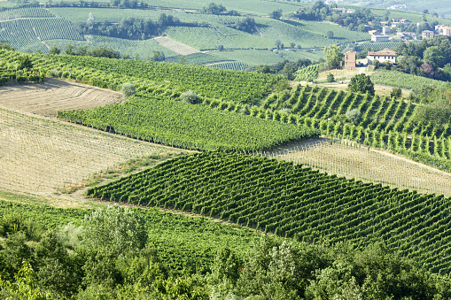 Vast vineyard in Italy (Oltrepo Pavese, Lombardy).