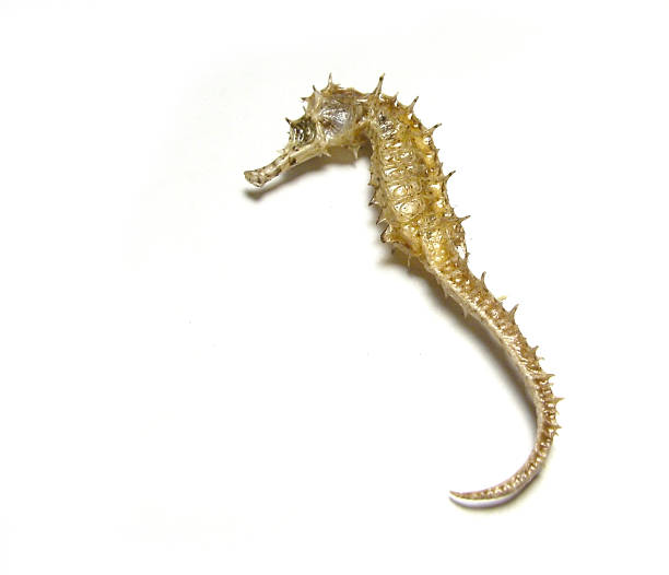 Seahorse 스톡 사진