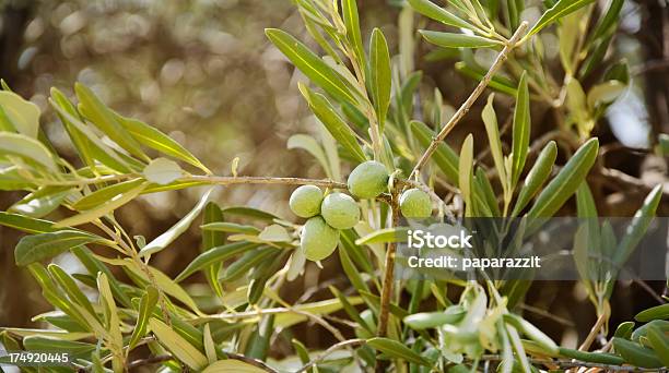 Ramo De Oliveira - Fotografias de stock e mais imagens de Agricultura - Agricultura, Ao Ar Livre, Azeite