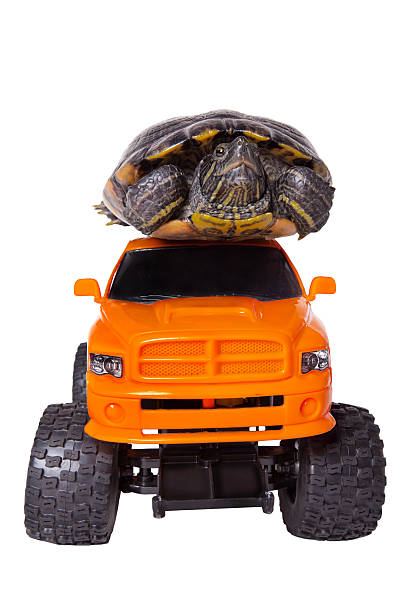istock Turtle Hitching Ride on Toy Truck 174920503