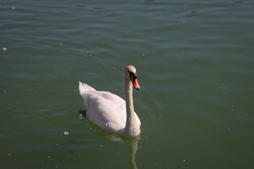 Beautiful white swan in blue water. Focus on bird eye.