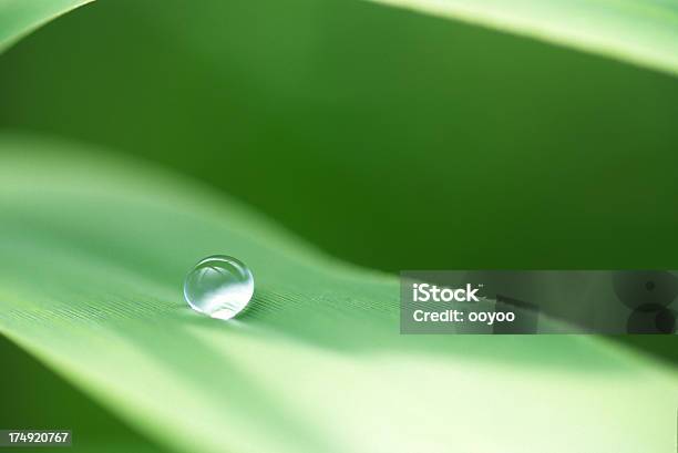 De Agua Drop Foto de stock y más banco de imágenes de Agua - Agua, Gota - Líquido, Hoja