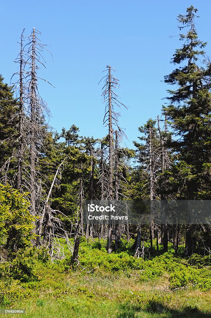 Wald am Berg Brocken beschädigt von Bark beetle - Lizenzfrei Abgestorbene Pflanze Stock-Foto