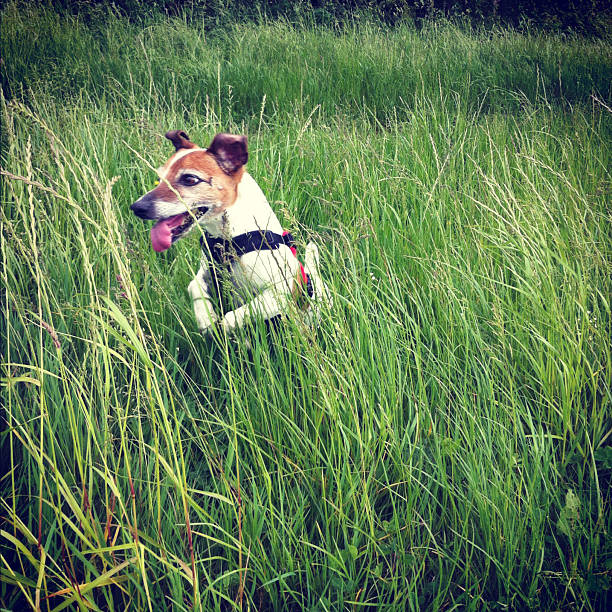 Happy Vizsla dog playing in a field of grass at sunset