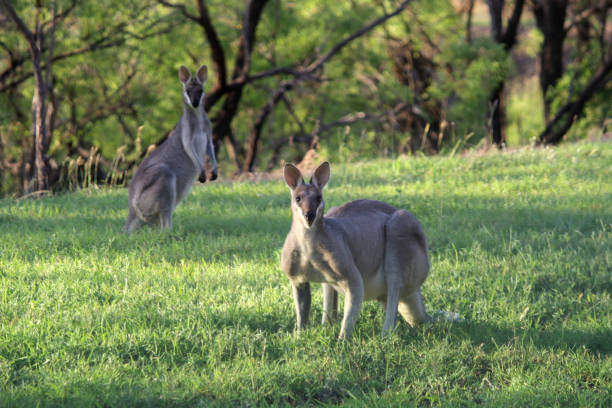 istock Wallabies kangaroo animals in the grass in the Australian bush 1749209701