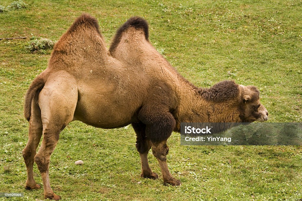 Adulto camello bactriano - Foto de stock de Animal libre de derechos