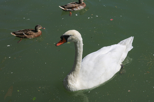 A high angle shot of two white swans looking down into the water in search of food