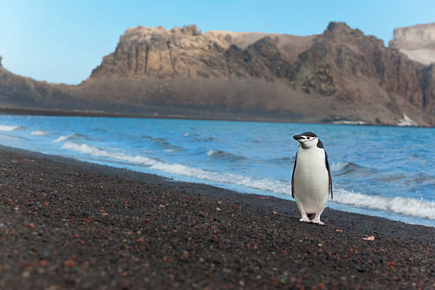 antarktis zügelpinguin am strand - penguin chinstrap penguin antarctic peninsula ice floe stock-fotos und bilder