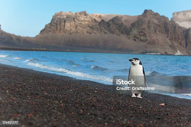 Antártida Pinguimbarbudo Na Praia - Fotografias de stock e mais imagens de Animal - Animal, Antártida, Ao Ar Livre