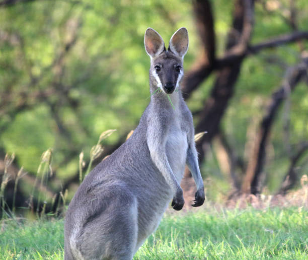 istock Wallaby kangaroo animal standing in the Australian bush 1749211990