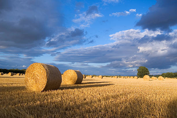 Hay Bale Paisagem - fotografia de stock