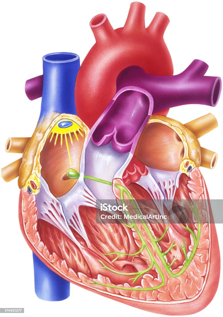 Проводящую систему с�ердца - Стоковые иллюстрации Цикл - понятие роялти-фри