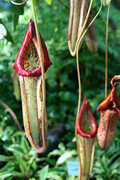 planta pitcher, nepenthes - nepenthales fotografías e imágenes de stock