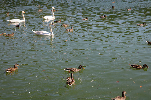 Swans and ducks  in the lake