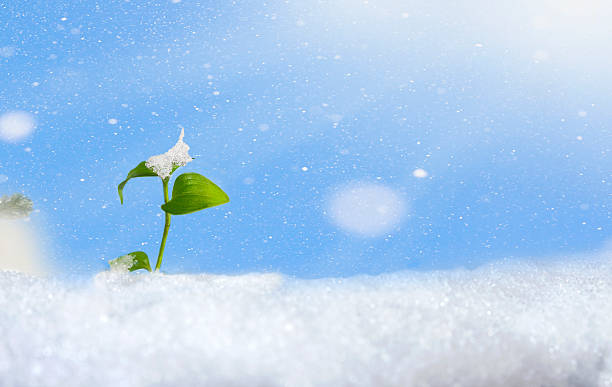 3,100+ Snow Sprout Stock Photos, Pictures & Royalty-Free Images - iStock |  Snow plant