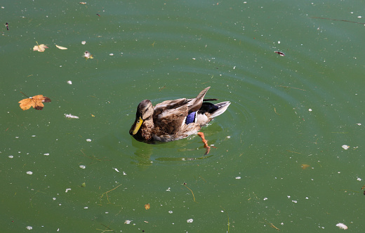 Duck in the lake