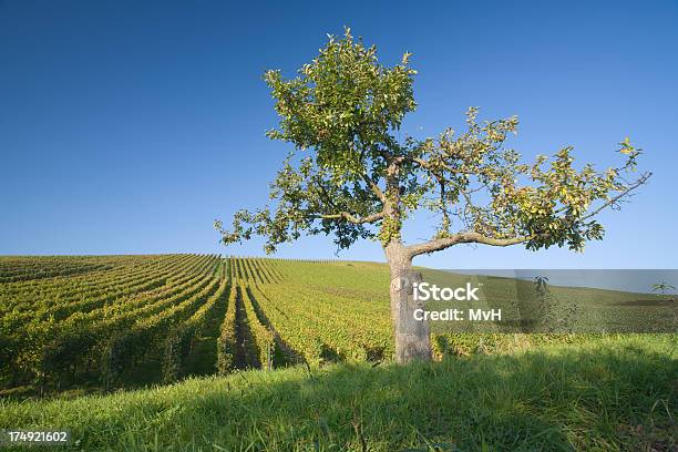 Vinha E Maçã Árvore - Fotografias de stock e mais imagens de Macieira - Macieira, Paisagem - Cena Não Urbana, Agricultura