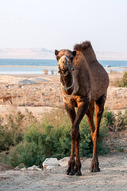 camello por lake qarun en el fayoum, egipto - fayoum fotografías e imágenes de stock