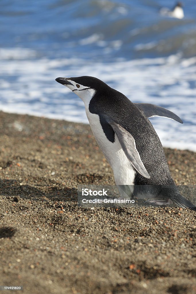 Antártida pingüino barbijo en la playa - Foto de stock de Aire libre libre de derechos