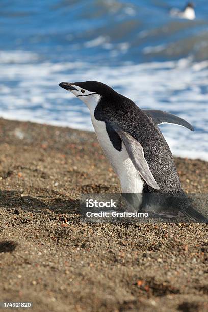 Antártida Pingüino Barbijo En La Playa Foto de stock y más banco de imágenes de Aire libre - Aire libre, Andar, Animal