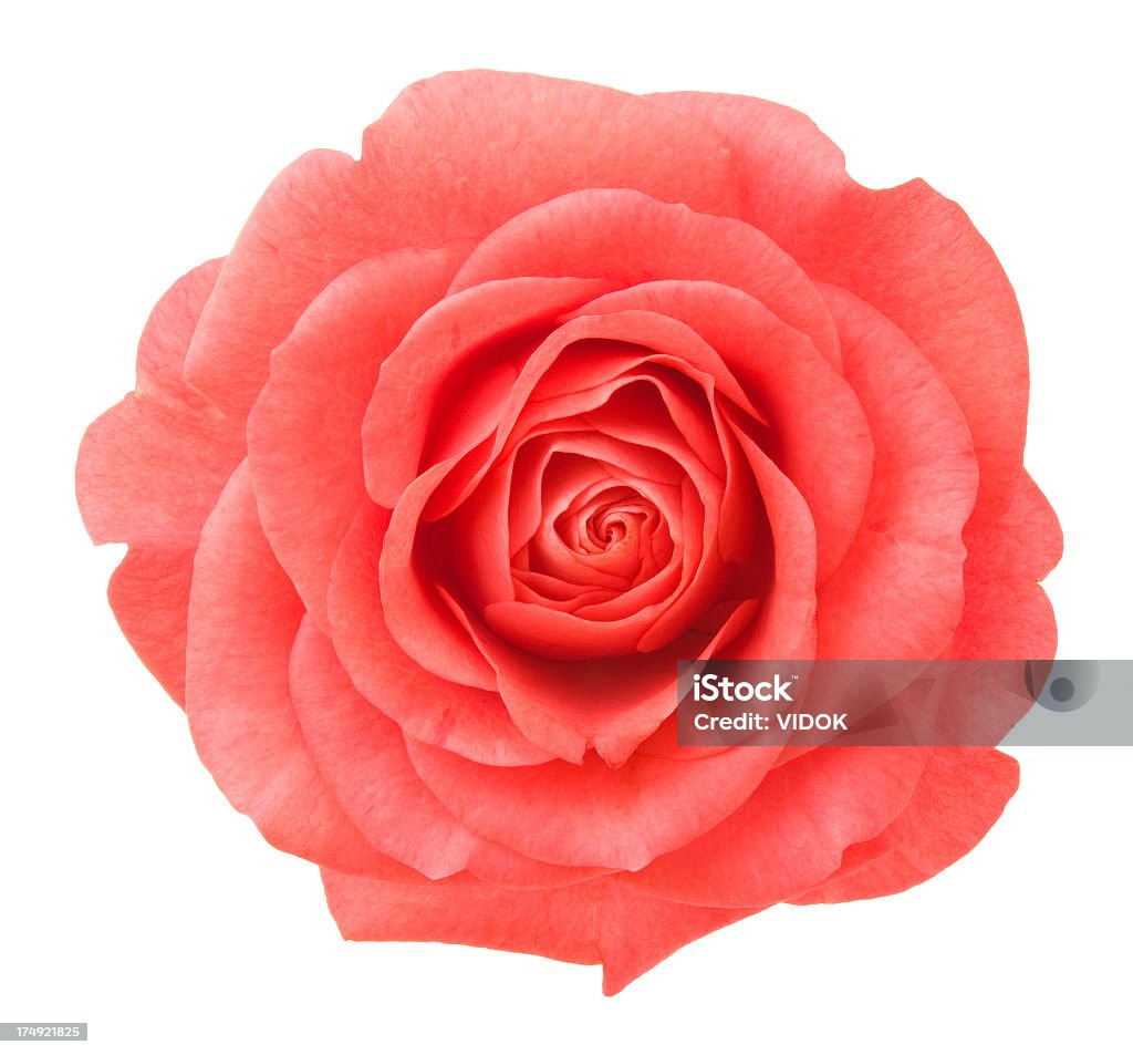 Rose. - Foto de stock de Rosa - Flor libre de derechos
