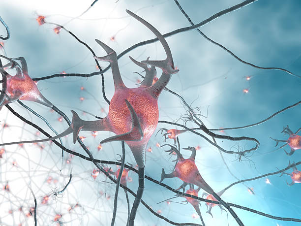 활동적임 뉴런 세포, synapse 네트워크 - nerve cell synapse communication human spine 뉴스 사진 이미지