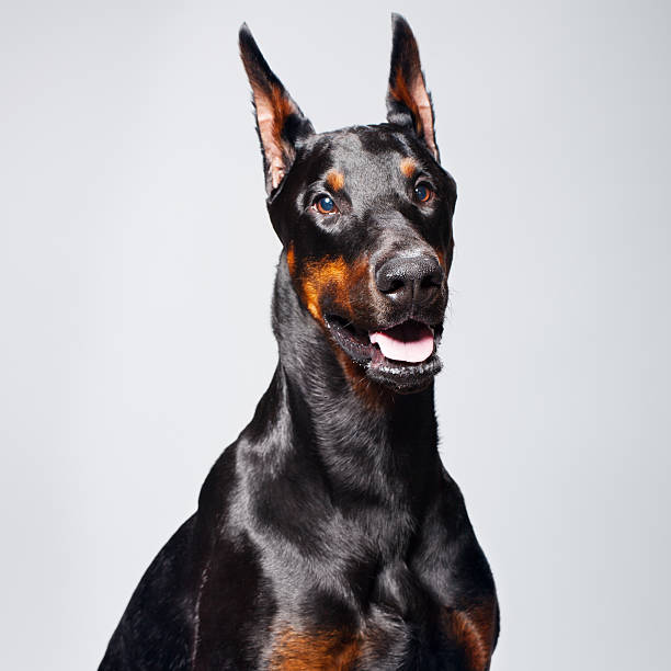 istock Portrait of a black dobermann 174921992