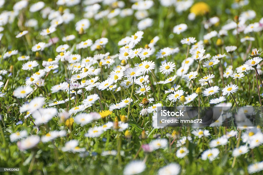 Primo piano di fiore di margherite su sfondo verde - Foto stock royalty-free di Bellezza naturale