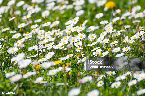 Primo Piano Di Fiore Di Margherite Su Sfondo Verde - Fotografie stock e altre immagini di Bellezza naturale - Bellezza naturale, Bianco, Botanica