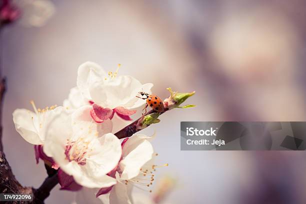 Joaninha Na Flor De Cerejeira - Fotografias de stock e mais imagens de Ao Ar Livre - Ao Ar Livre, Azul, Céu