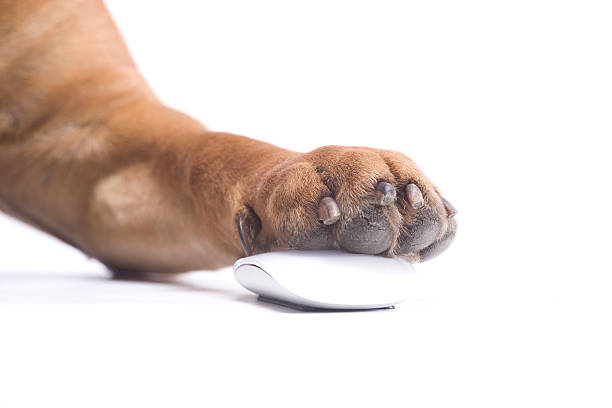 istock Dog's paw on the mouse 174922277